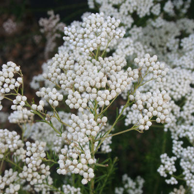 OZOTHAMNUS SPRINGTIME WHITE 1.5L