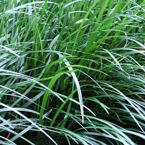 OPHIOPOGON JAPONICUS MONDO GRASS