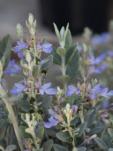 TEUCRIUM FRUTICANS STANDARD 1.0M