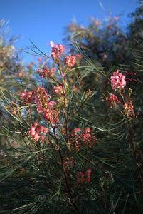 GREVILLEA ELEGANCE