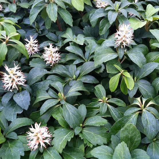 PACHYSANDRA TERMINALIS JAPANESE SPURGE 2.0L