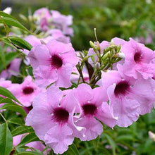 Load image into Gallery viewer, PANDOREA JASMINOIDES DEEP PINK 3.5L
