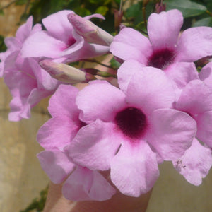 PANDOREA JASMINOIDES ROSEA 3.5L