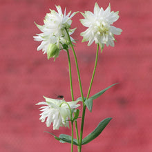 Load image into Gallery viewer, AQUILEGIA GREEN APPLES 14CM
