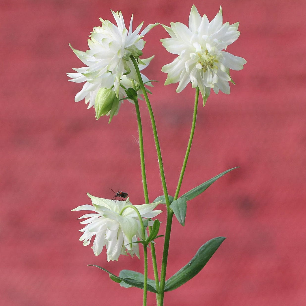 AQUILEGIA GREEN APPLES 14CM