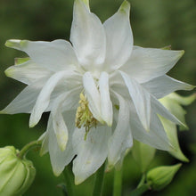 Load image into Gallery viewer, AQUILEGIA GREEN APPLES 14CM
