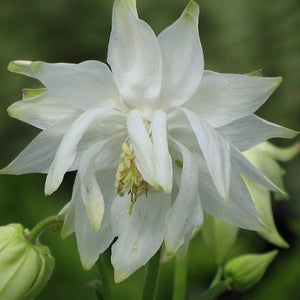 AQUILEGIA GREEN APPLES 14CM