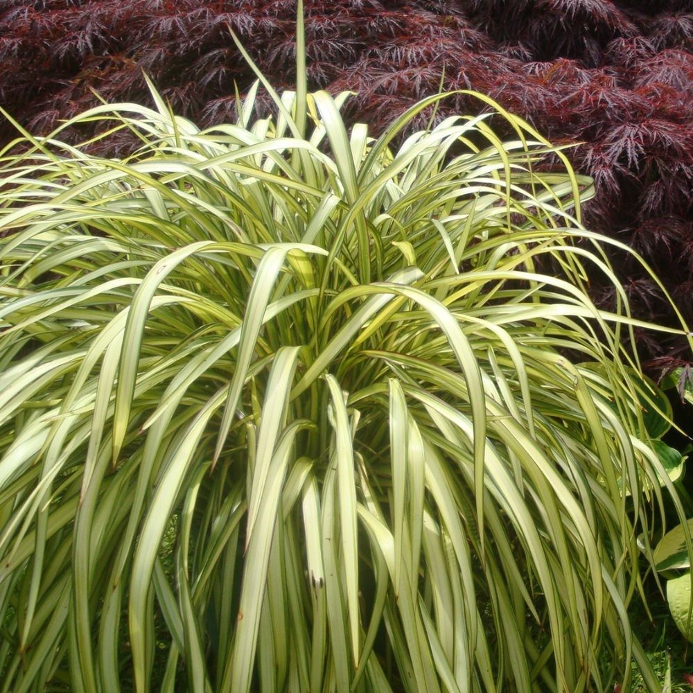 PHORMIUM BLONDIE