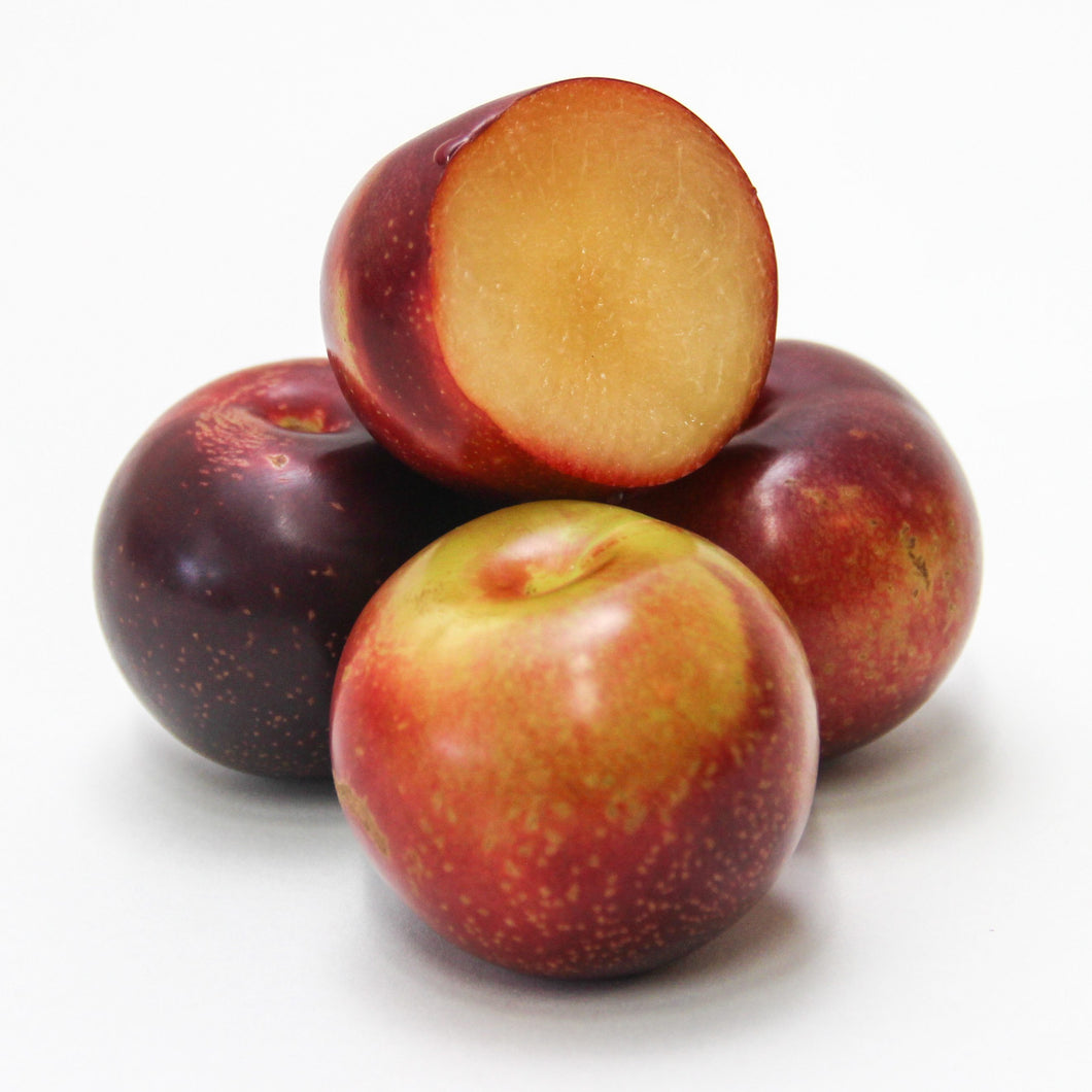 PLUM PLUMCOT PB18