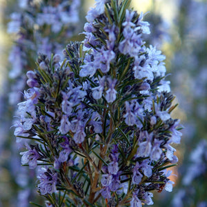 ROSEMARY SUDBURY 2.5L