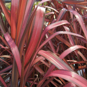 PHORMIUM RAINBOW MAIDEN 3.0L