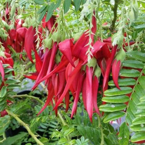 CLIANTHUS KAKA KING 2.0L