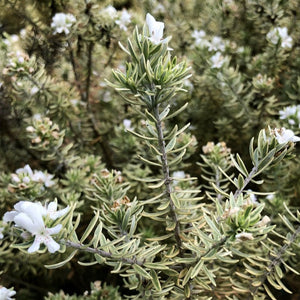 WESTRINGIA FRUTICOSA VARIEGATA 2.5L