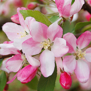 CRABAPPLE MALUS PEARLIE EMMA 15.0L