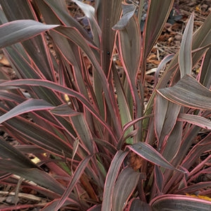 PHORMIUM VELVET UNDERGROUND