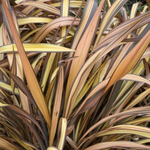 PHORMIUM VENEER 3.5L