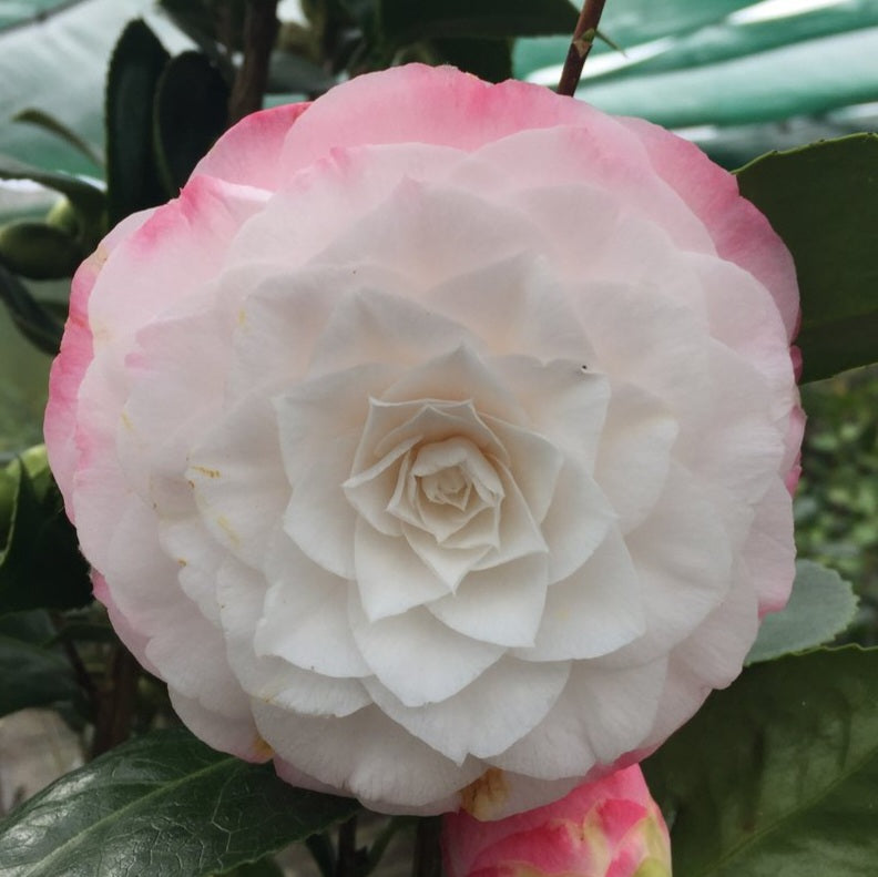 CAMELLIA JAPONICA BABY PEARL 4.0L