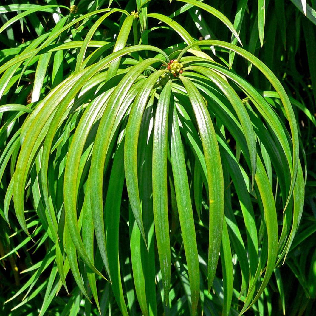 PODOCARPUS HENKELII