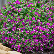 Load image into Gallery viewer, POLYGALA LITTLE BIBI 1.5L
