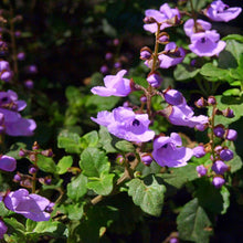 Load image into Gallery viewer, PROSTANTHERA ROTUNDIFOLIA ROUND LEAVED MINTBUSH 2.5L
