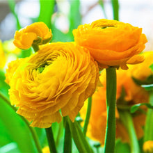 Load image into Gallery viewer, RANUNCULUS FIESTA GOLD 10PK
