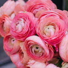 Load image into Gallery viewer, RANUNCULUS FIESTA PINK 10PK
