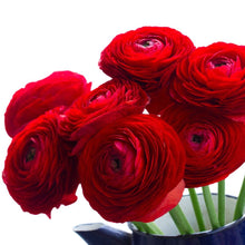 Load image into Gallery viewer, RANUNCULUS FIESTA RED 10PK
