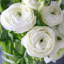 Load image into Gallery viewer, RANUNCULUS FIESTA WHITE 10PK
