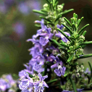 ROSEMARY BLUE LAGOON