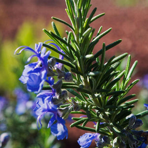 ROSEMARY TUSCAN BLUE 2.0L
