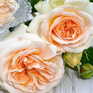 ROSE BUSH HYBRID TEA SHOWPIECE CHAMPAGNE