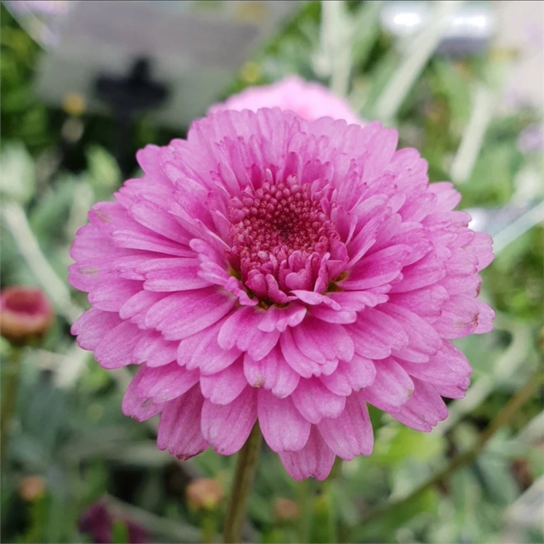 ARGYRANTHEMUM SUGAR CHEER 1.5L