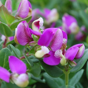 POLYGALA PETITE BUTTERFLY 1.9L