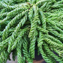 Load image into Gallery viewer, CRYPTOMERIA JAPONICA SPIRALIS 2.5L
