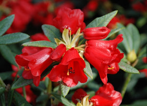 RHODODENDRON MANDALAY 6.0L