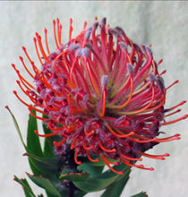 Load image into Gallery viewer, LEUCOSPERMUM SCARLET RIBBONS 2.5L
