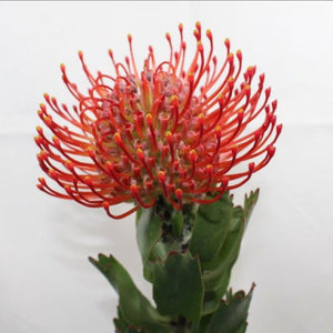 LEUCOSPERMUM AYOBA RED 1.5L