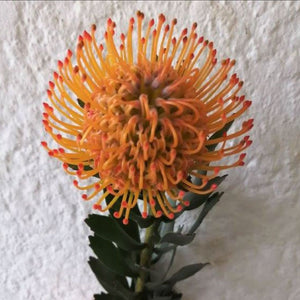 LEUCOSPERMUM AYOBA SUN 1.5L