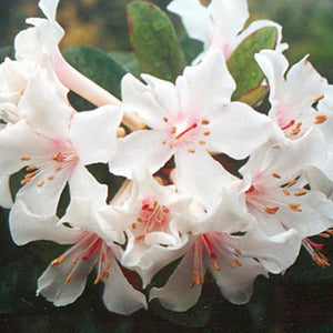 VIREYA RHODODENDRON FELICITAS 2.5L