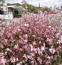 Load image into Gallery viewer, GAURA BALLERINA ROSE 12CM
