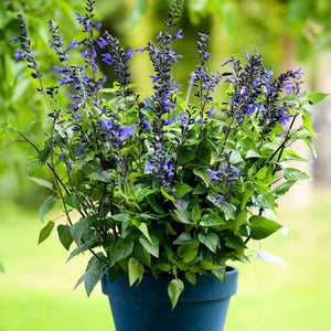 SALVIA LAKE MCKENZIE 2.5L