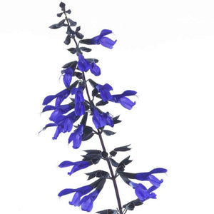 SALVIA LAKE MCKENZIE 2.5L