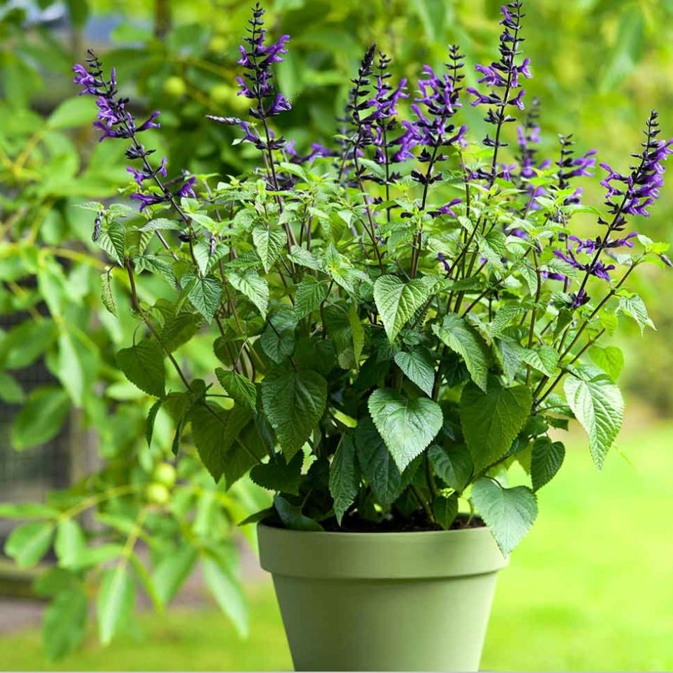 SALVIA LAKE SPENCER 2.5L