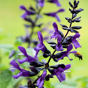 SALVIA LAKE SPENCER 2.5L