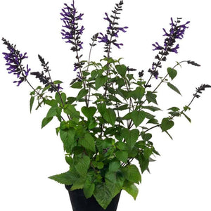 SALVIA LAKE SPENCER 2.5L