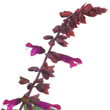 Load image into Gallery viewer, SALVIA LAKE STRAWBERRY 2.5L
