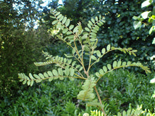 Load image into Gallery viewer, SOPHORA CHATHAMICA KOWHAI 8.5L
