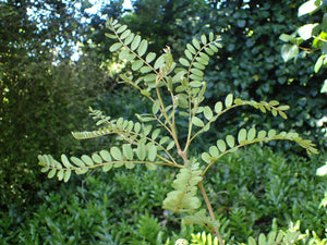 SOPHORA CHATHAMICA KOWHAI 8.5L