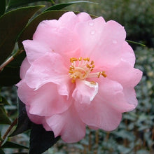 Load image into Gallery viewer, CAMELLIA HYBRID SPRING FESTIVAL 4.0L
