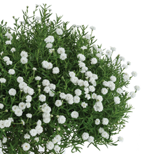 Load image into Gallery viewer, ACHILLEA SUMMER DRIFT 1.5L
